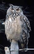 Bubo bubo - Eurasian eagle-owl
