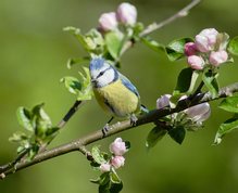 Blåmejse i blomstrende æbletræ