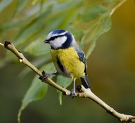 Blue Tit in ash tree