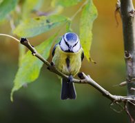 Blue Tit in ash tree