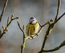Blue Tit in evening sun