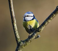 Blue Tit in evening sun