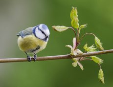 Blåmejse med solsikkekerne på gren af spidsløn