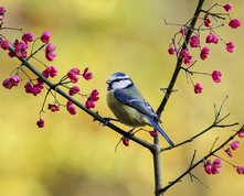 Blue Tit on the Spindle tree in November