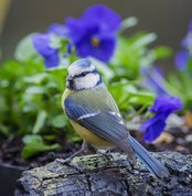 Stedmoderblomster og blåmejse