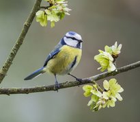 Blåmejse i elmetræ med manna