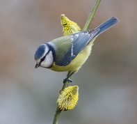 Blomstrende pil - salix caprea og blåmejse