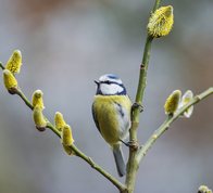 Seljepil i blomst og blåmejse