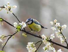 Blåmejse finder noget i blomstrende mirabel, 31-03-14.