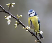 Blåmejse i mirabel