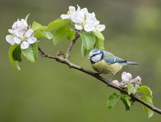 Blåmejse i blomstrende æbletræ