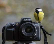 Fuglefotografering - musvit på Nikon kamera