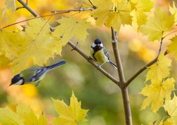 Great tit before and after jumping from Norway Maple tree