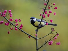 Great tit on spindle tree branch in autumn