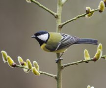 Musvit på blomstrende pil