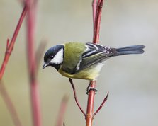 Hvid kornel med røde grene og musvit