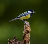 Great Tit with sunflower seed