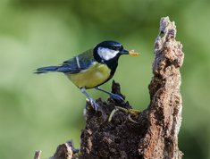 Great Tit with mealworm