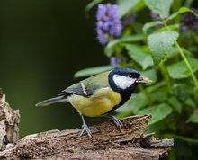 Great Tit with mealworm