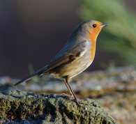 Robin on stone
