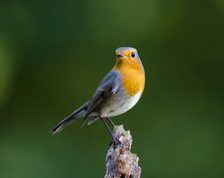 Robin in autumn
