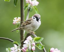 Skovspurv i blomstrende æbletræ