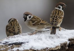 Skovspurve i sne