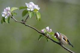 Stillits i blomstrende æbletræ