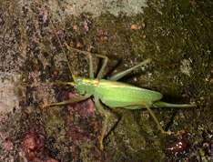 Meconema thalassinum - Oak Bush-Cricket (Drumming Katydid)
