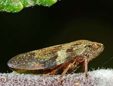 Aphrophora alni - European Alder Spittle Bug