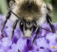 Common carder bee