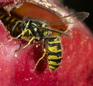 Common wasp