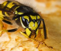 Wasp on apple