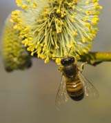 European honey bee in blossoming willow