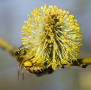 European honey bee in blossoming willow