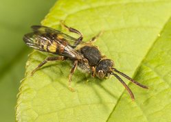 Hvepsebi - nomada sp.
