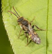 Hvepsebi - nomada sp.