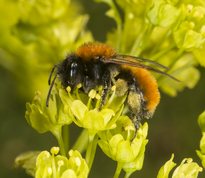 Rødpelset jordbi - andrena fulva