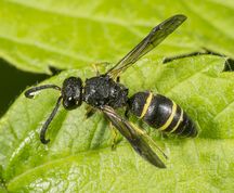 Gedehams - Odynerus spinipes