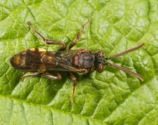 Hvepsebi - Nomada panzeri 