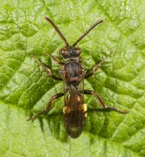 Hvepsebi - Nomada panzeri 