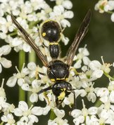 Pottemagerhveps - eumenes pedunculatus