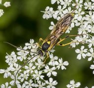 Snyltehveps - amblyteles armatorius 
