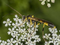 Snyltehveps - amblyteles armatorius 