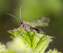 Træhveps? En lille hveps set 21-04-2016 på et hindbærblad