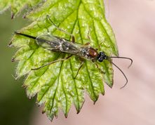 Træhveps? En lille hveps set 21-04-2016 på et hindbærblad