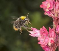 Lille skovhumle - Bombus pratorum