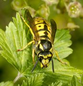 Tysk gedehams - Paravespula germanica