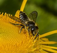 Rosen-bladskærerbi (Bugsamlerbi) - Megachile centuncularis