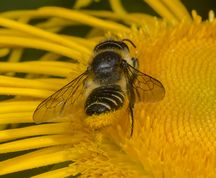 Rosen-bladskærerbi (Bugsamlerbi) - Megachile centuncularis